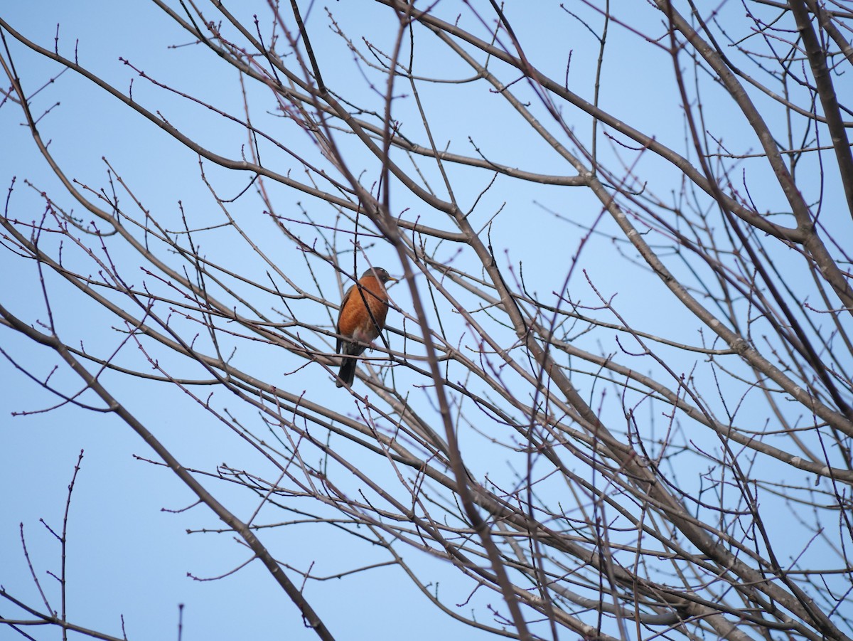 American Robin - ML644684089