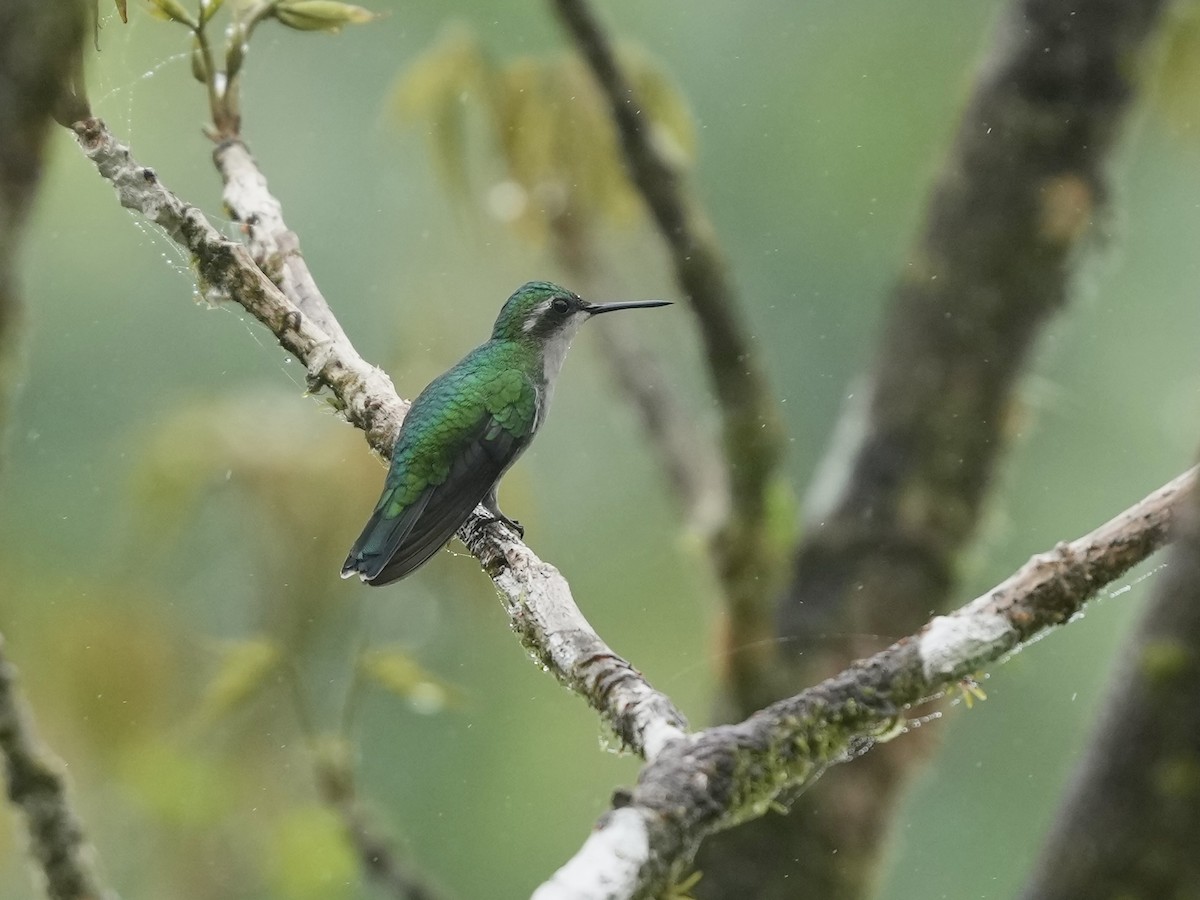 Garden Emerald - ML644684090