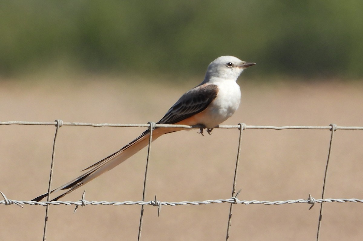 Scissor-tailed Flycatcher - ML644684092