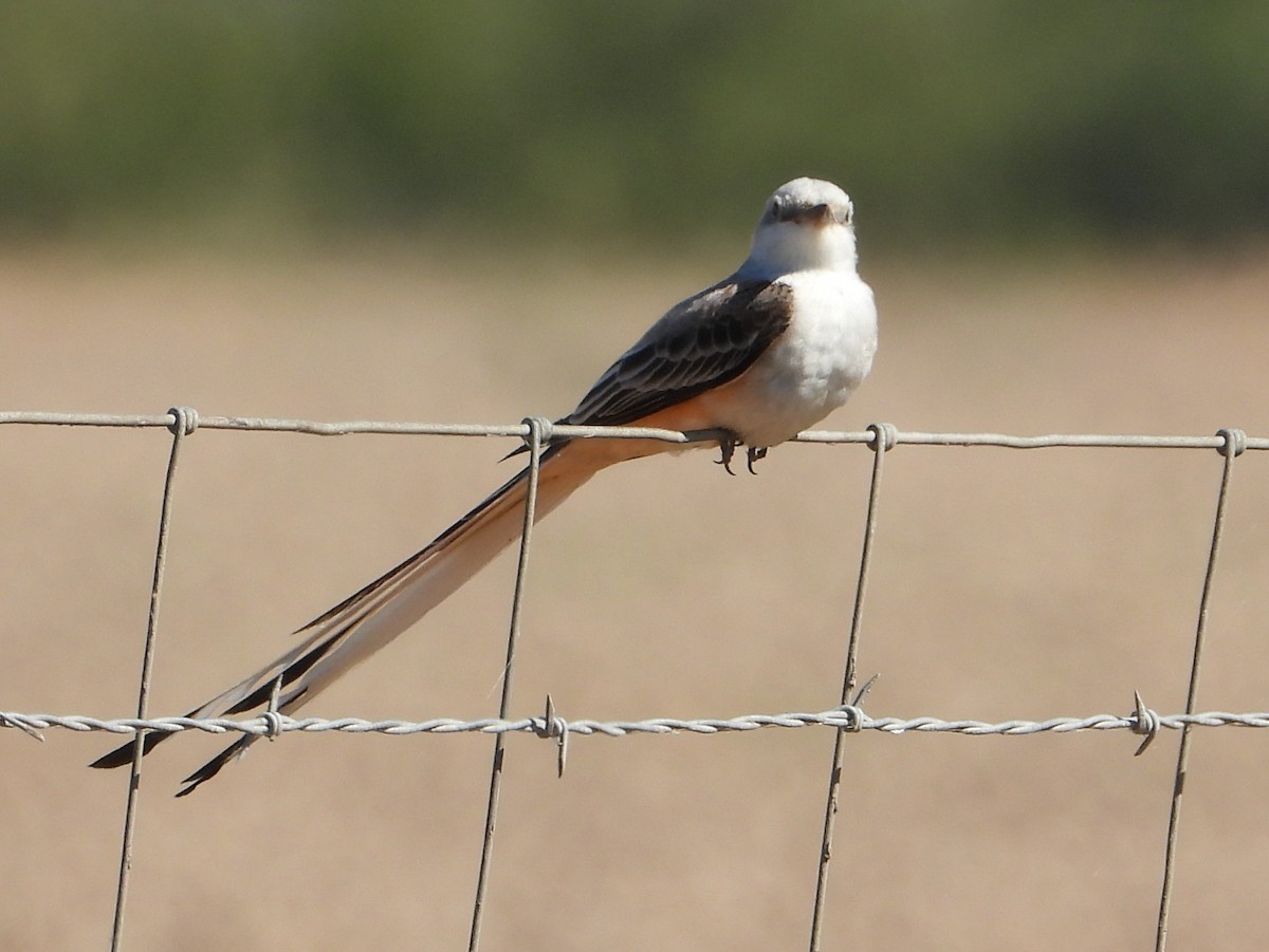 Scissor-tailed Flycatcher - ML644684093