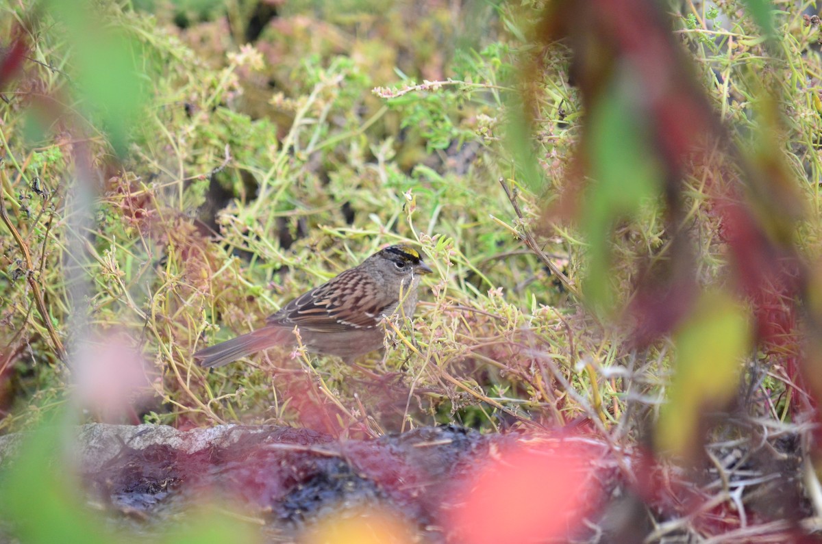Golden-crowned Sparrow - ML644684096