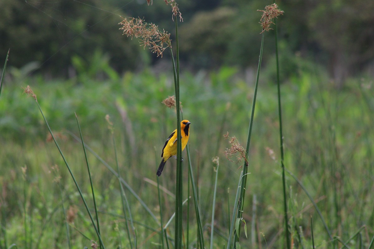 Yellow Oriole - ML644684097