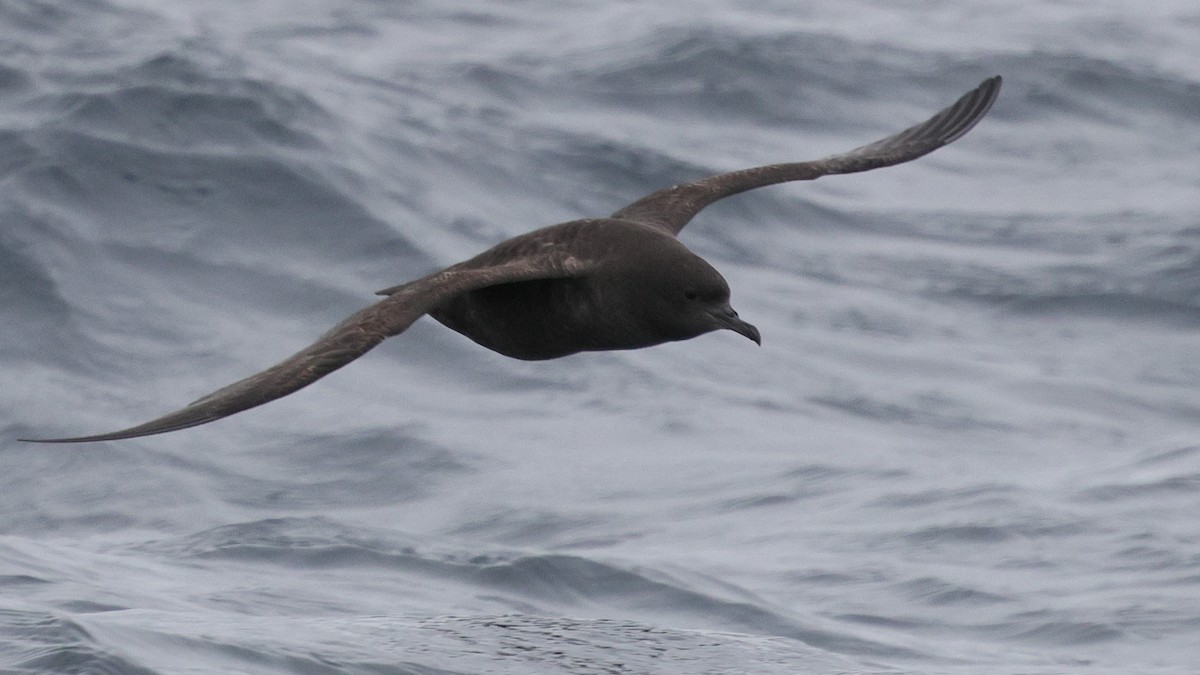 Short-tailed Shearwater - ML644684098