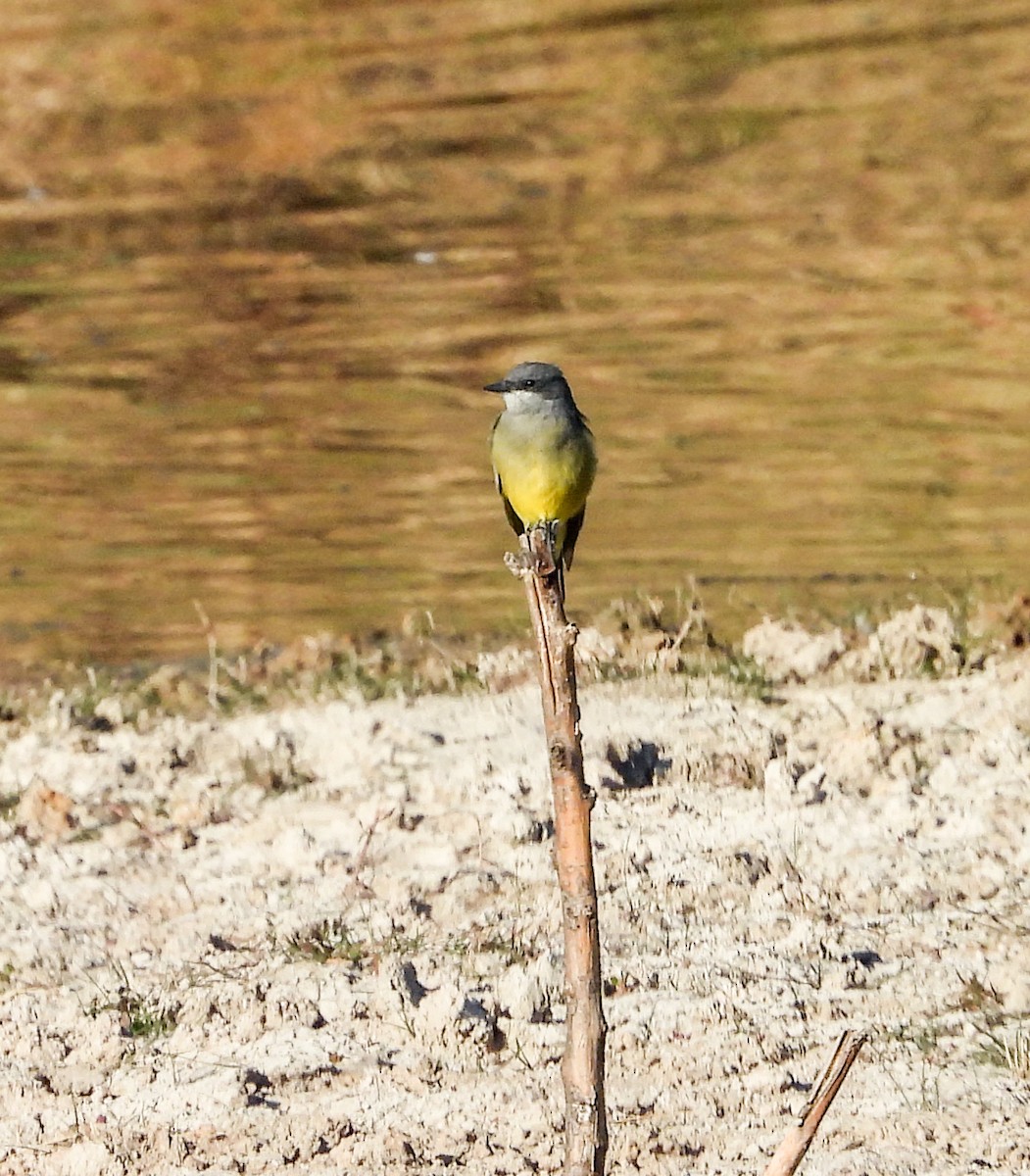Cassin's Kingbird - ML644684100
