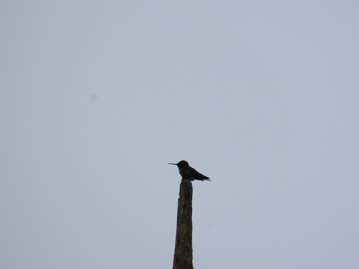 Ruby-throated Hummingbird - ML644684103