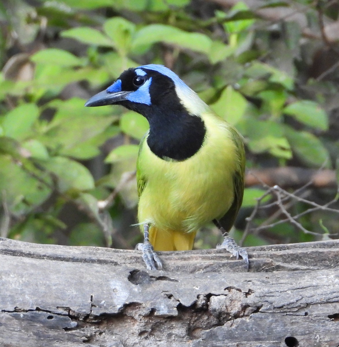 Yeşil Karga - ML644684112