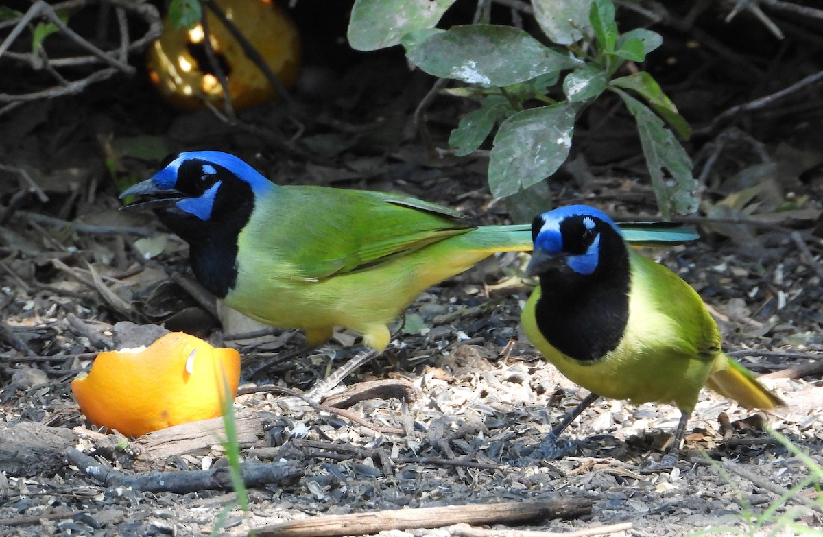 Yeşil Karga - ML644684113