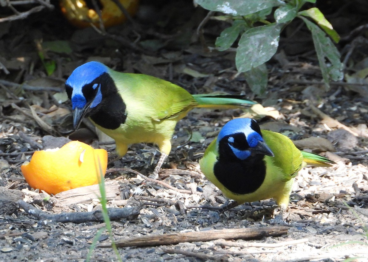 Yeşil Karga - ML644684114