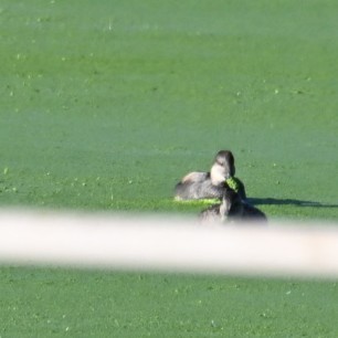 Boz Ördek - ML644684117