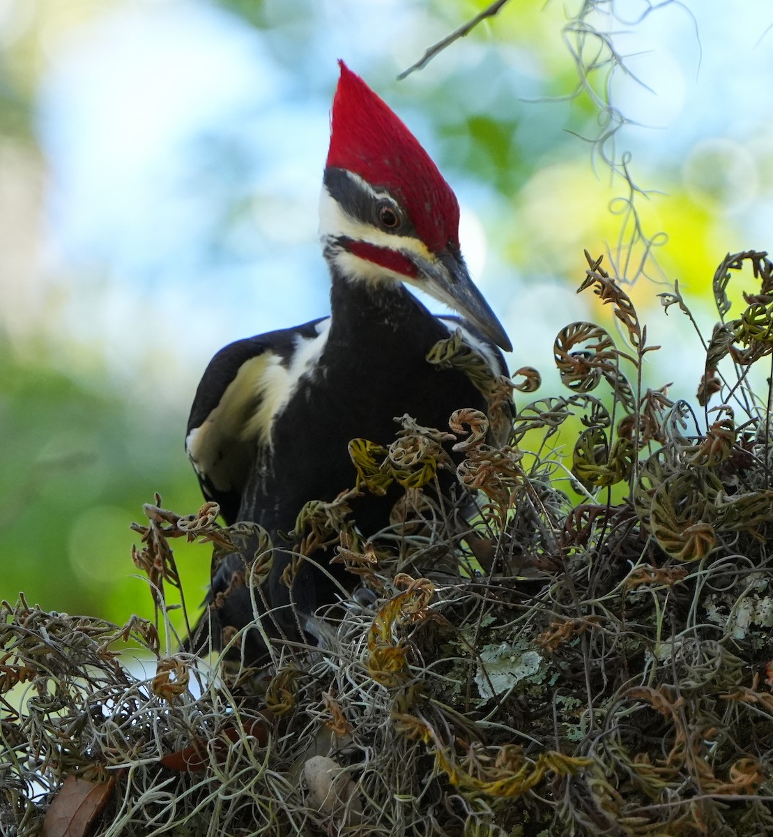 datel chocholatý - ML644684124