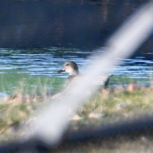 Boz Ördek - ML644684126