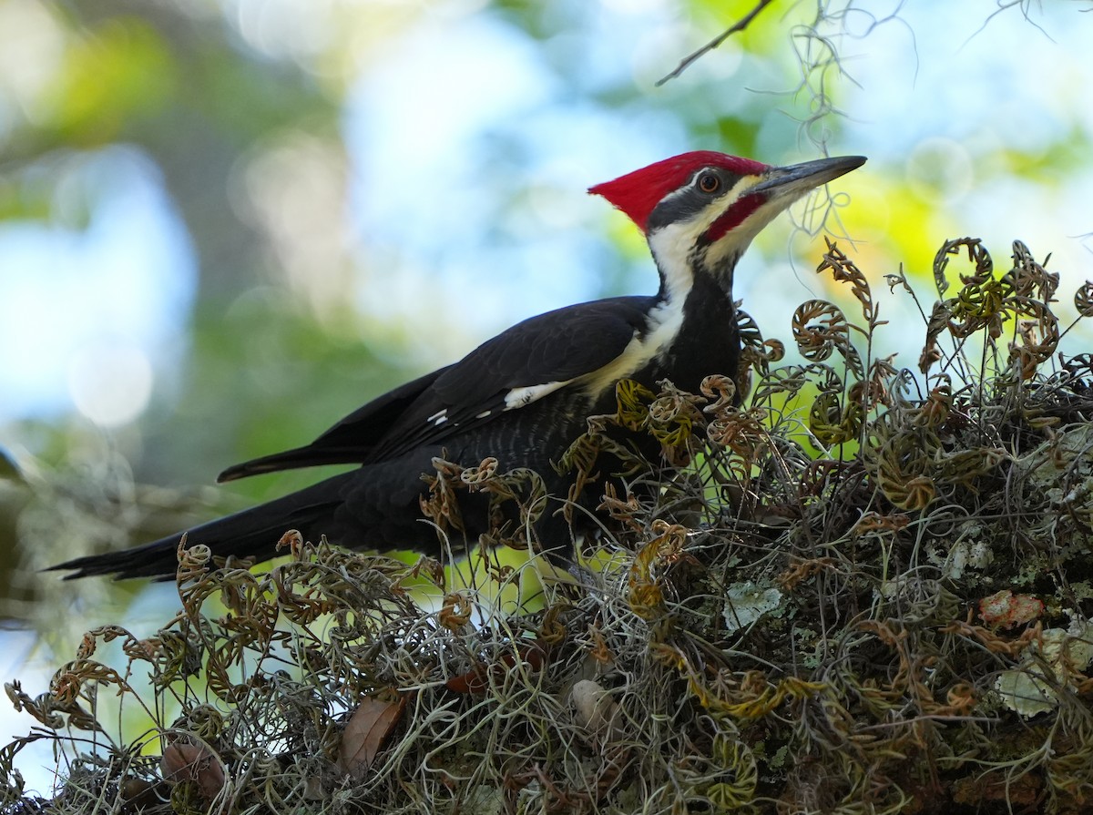 datel chocholatý - ML644684129