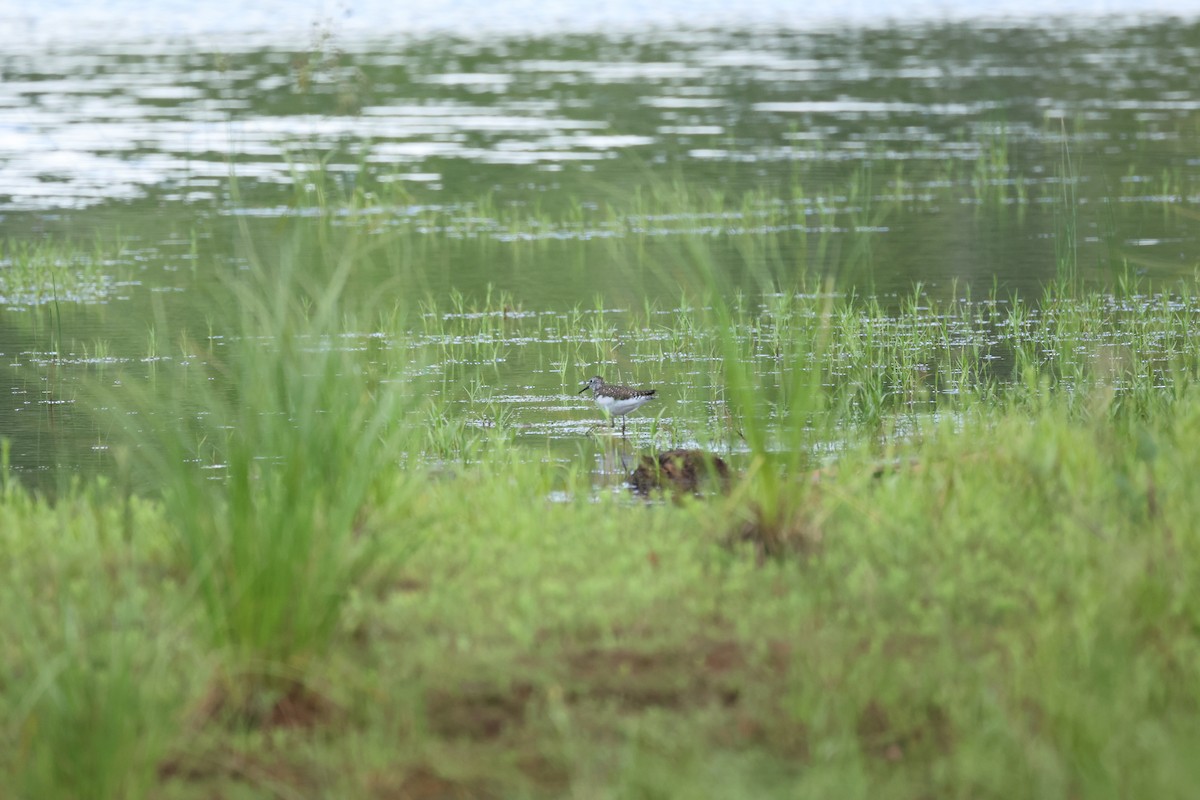 vodouš samotářský - ML644684134