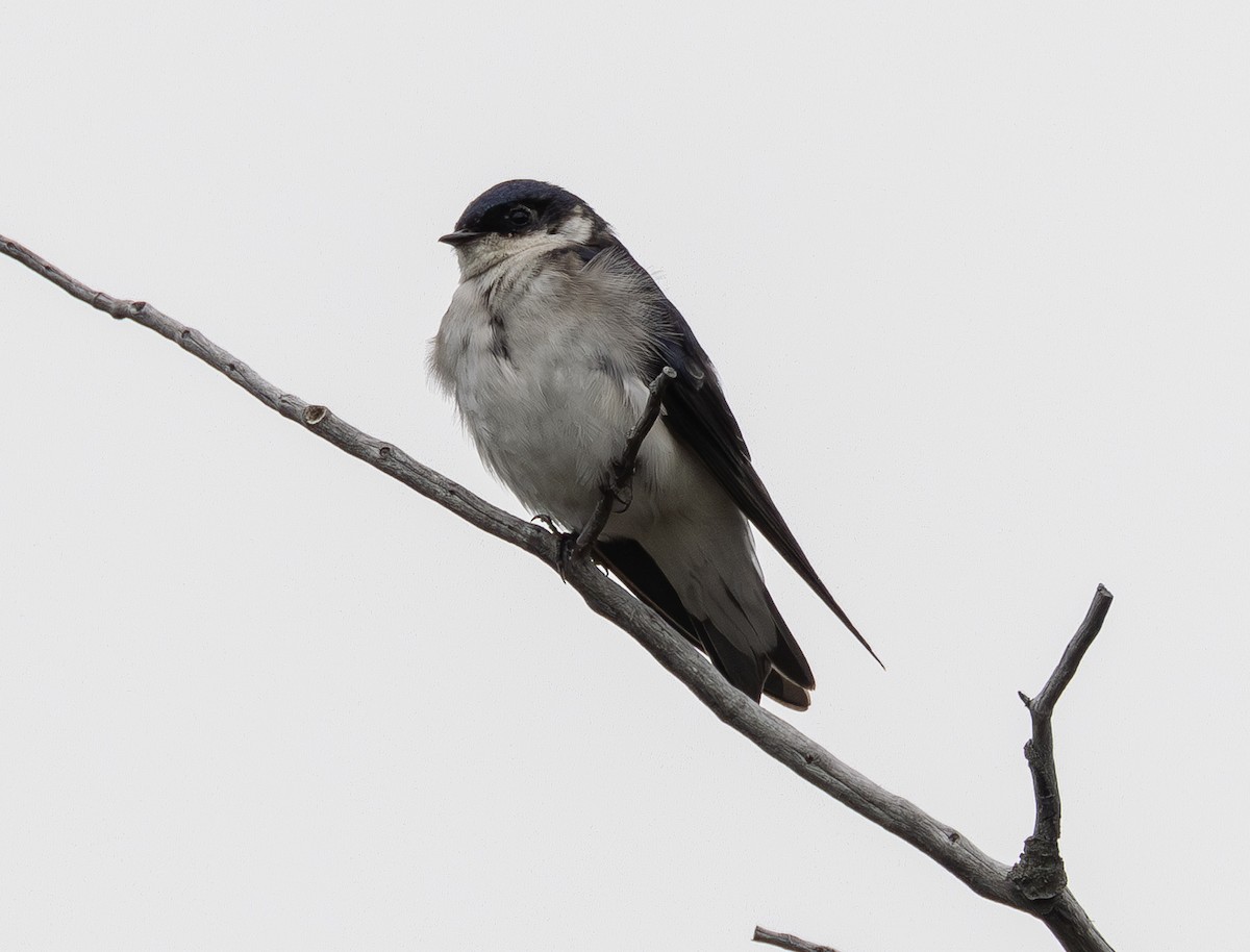 Chilean Swallow - ML644684135