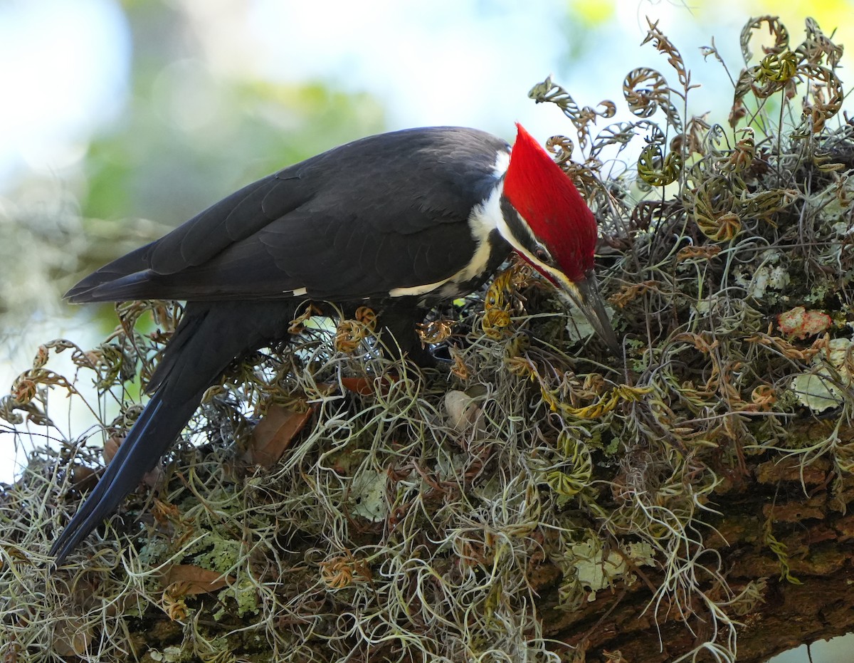 datel chocholatý - ML644684138