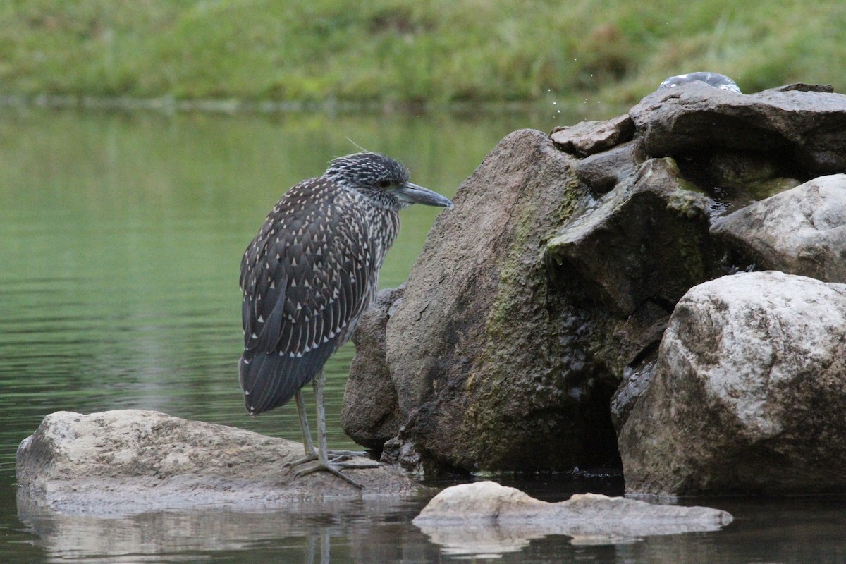 kvakoš žlutočelý - ML644684140