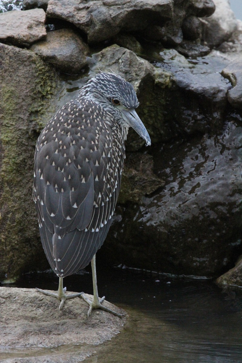 kvakoš žlutočelý - ML644684141