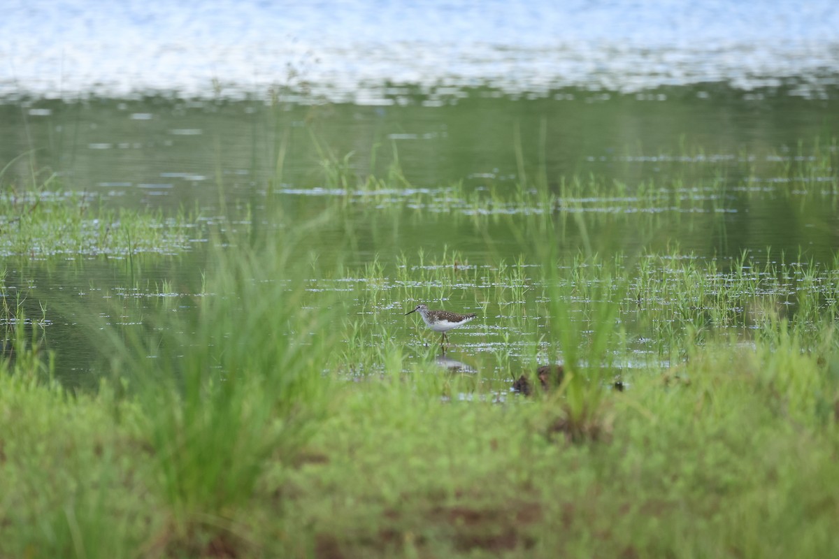 vodouš samotářský - ML644684143