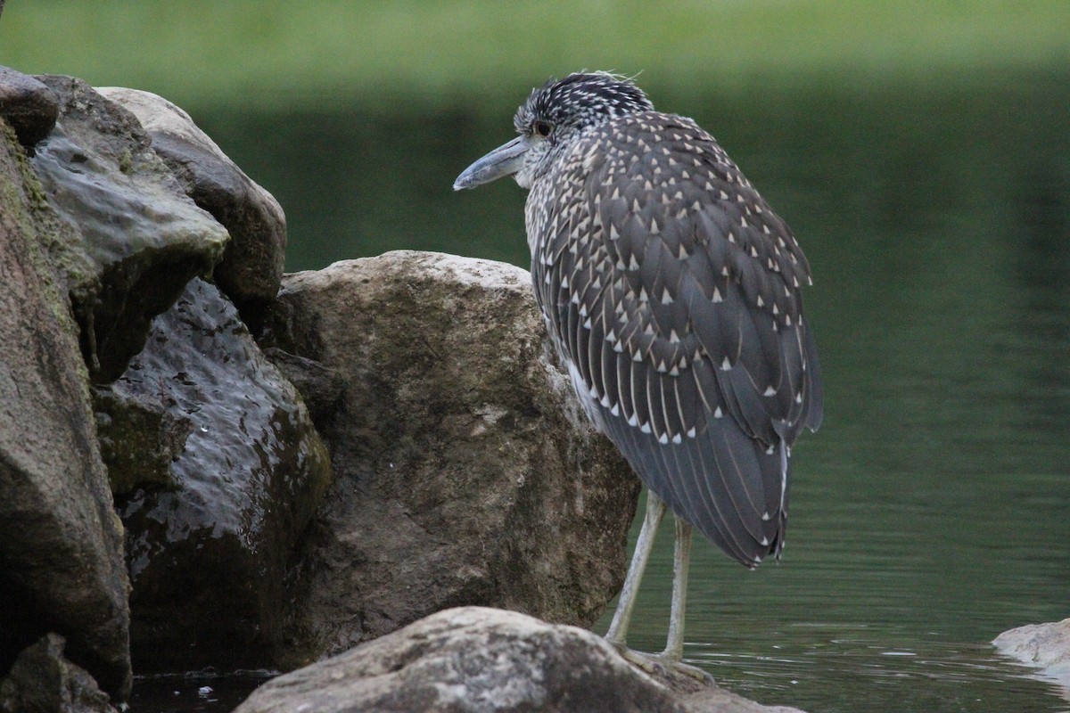 kvakoš žlutočelý - ML644684144