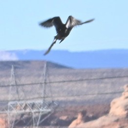 Great Blue Heron - ML644684145