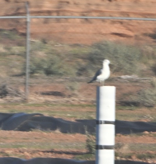 tanımsız Larinae sp. - ML644684149