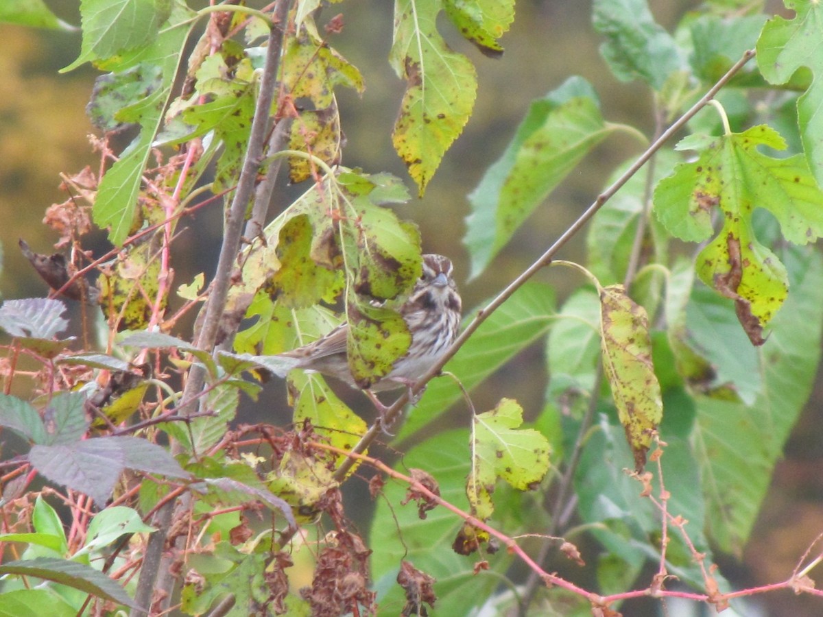 Song Sparrow - ML644684151