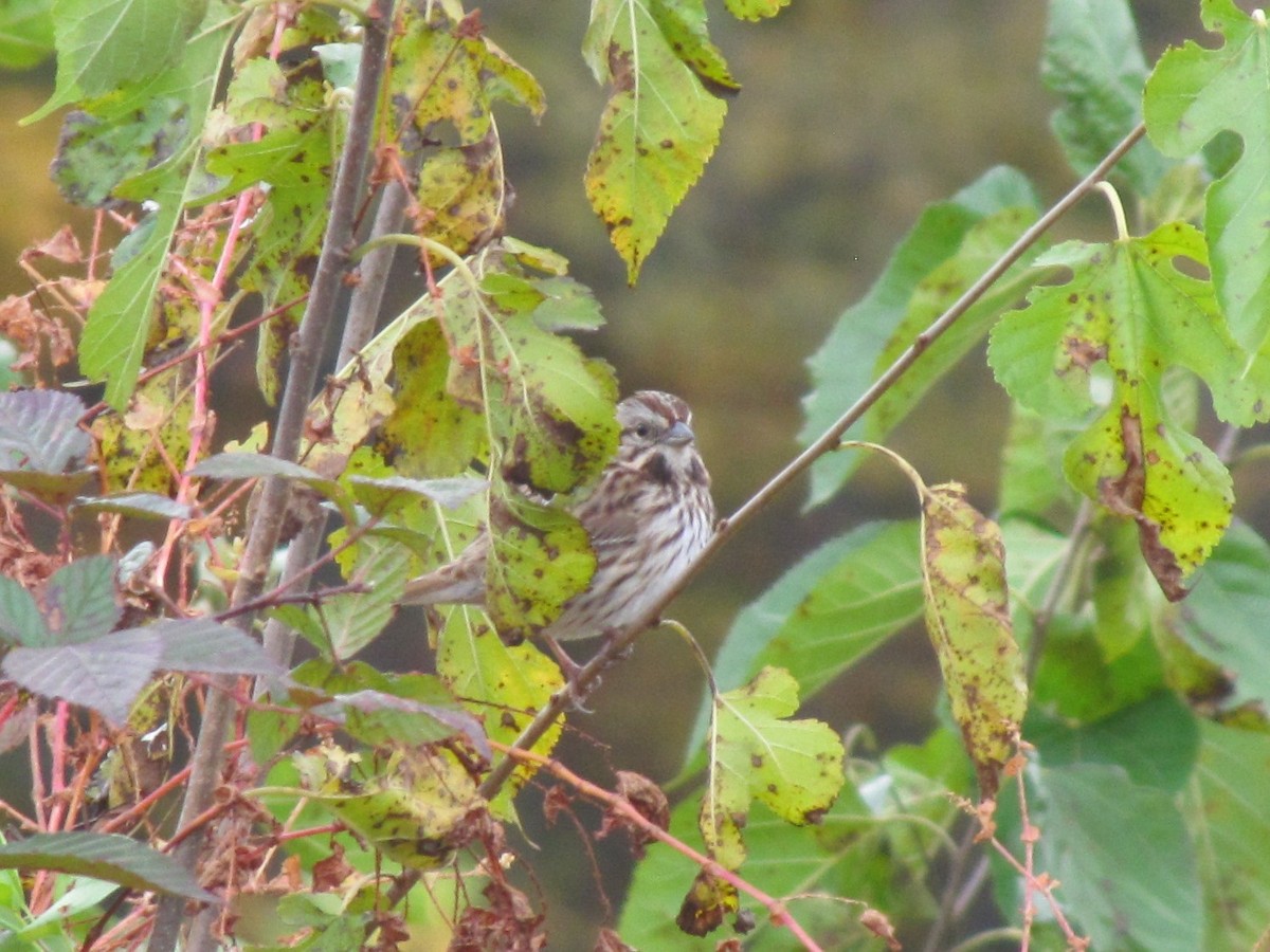 Song Sparrow - ML644684158