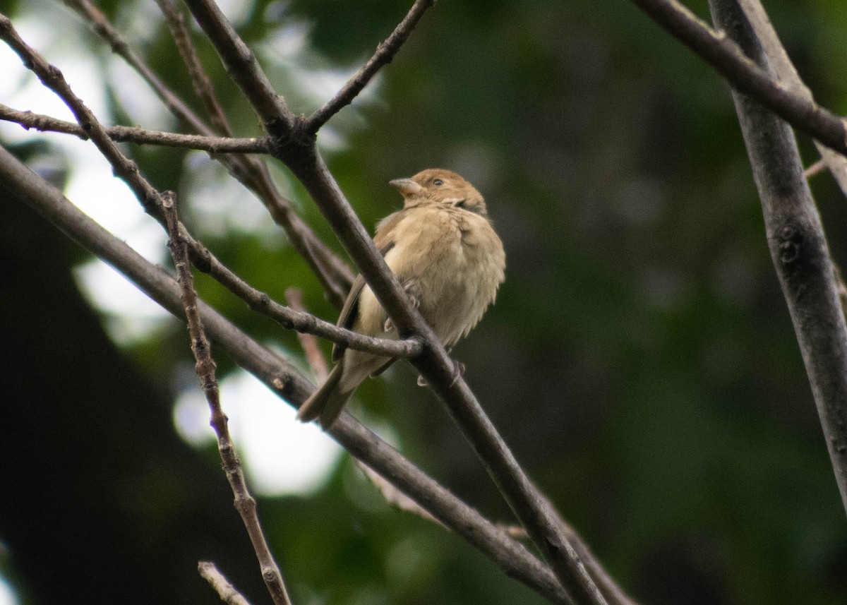 indigospurv - ML644684161