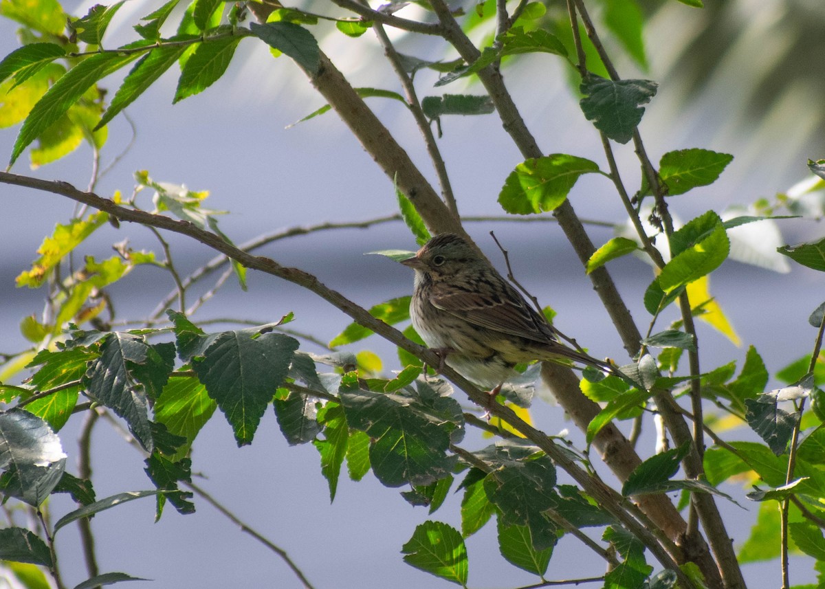 gråbrynspurv - ML644684165