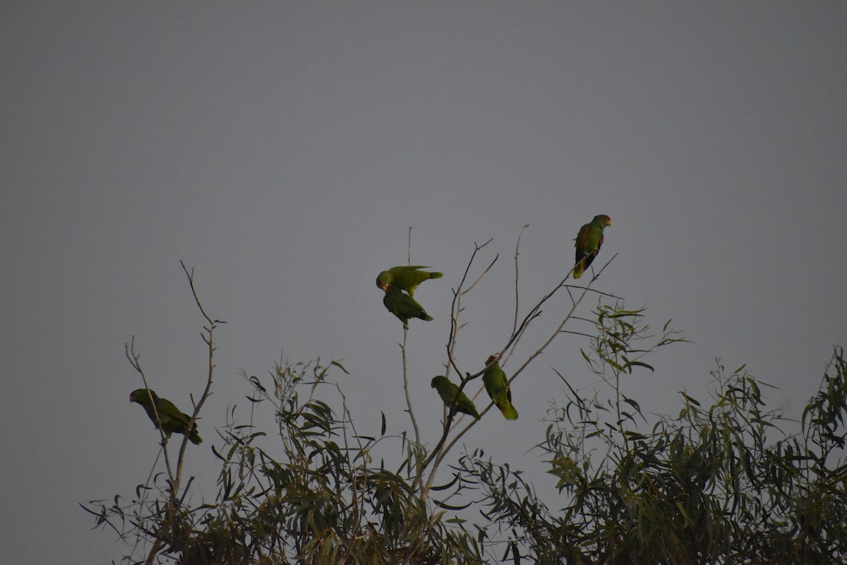 コボウシインコ - ML644684187