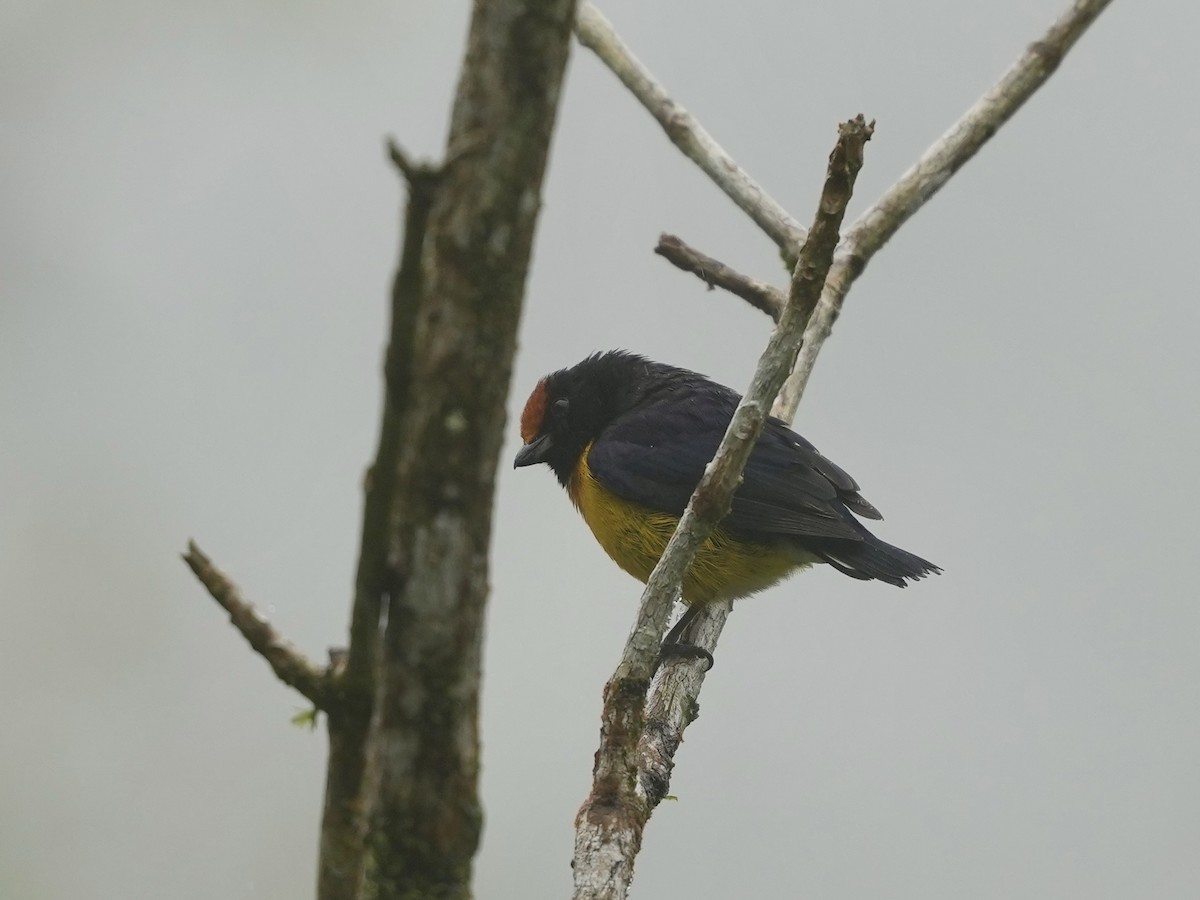 Tawny-capped Euphonia - ML644684190