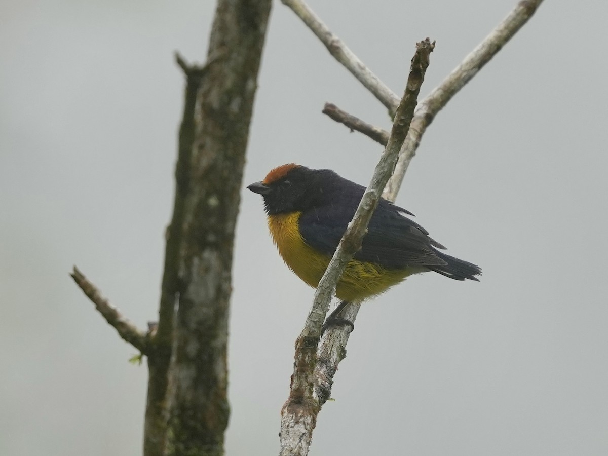 Tawny-capped Euphonia - ML644684191