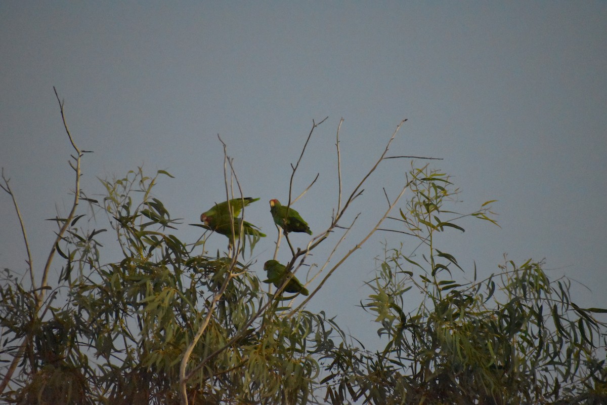 コボウシインコ - ML644684206