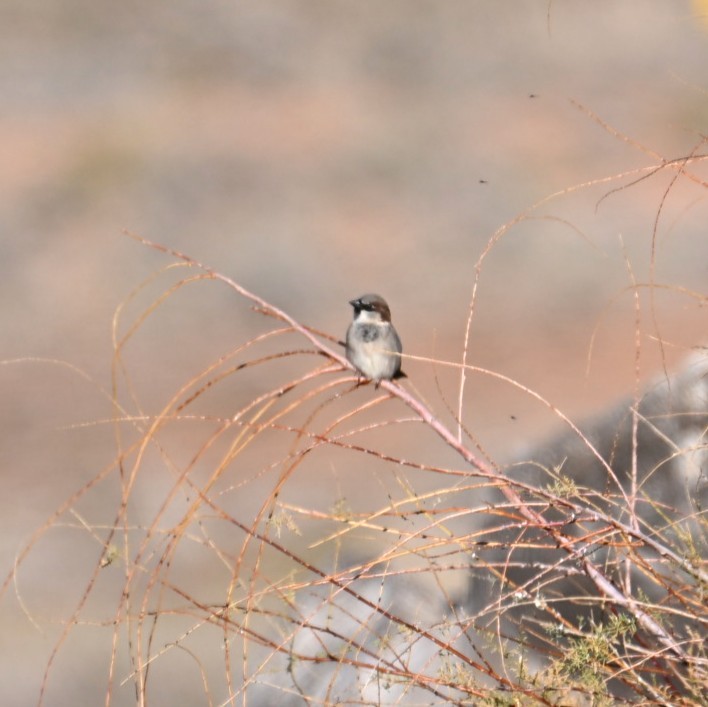 イエスズメ - ML644684209