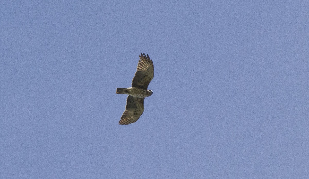 orel novoguinejský - ML644684212