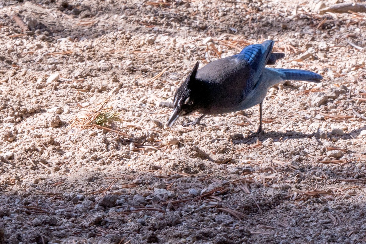 Steller Kargası - ML644684216