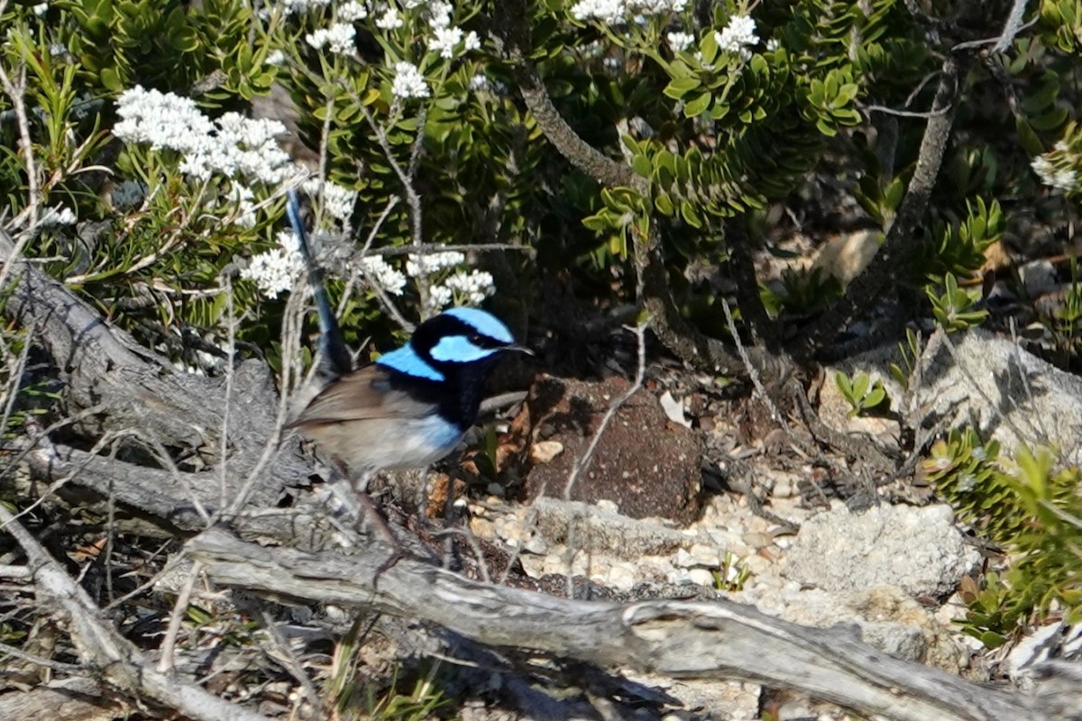 Superb Fairywren - ML644684229