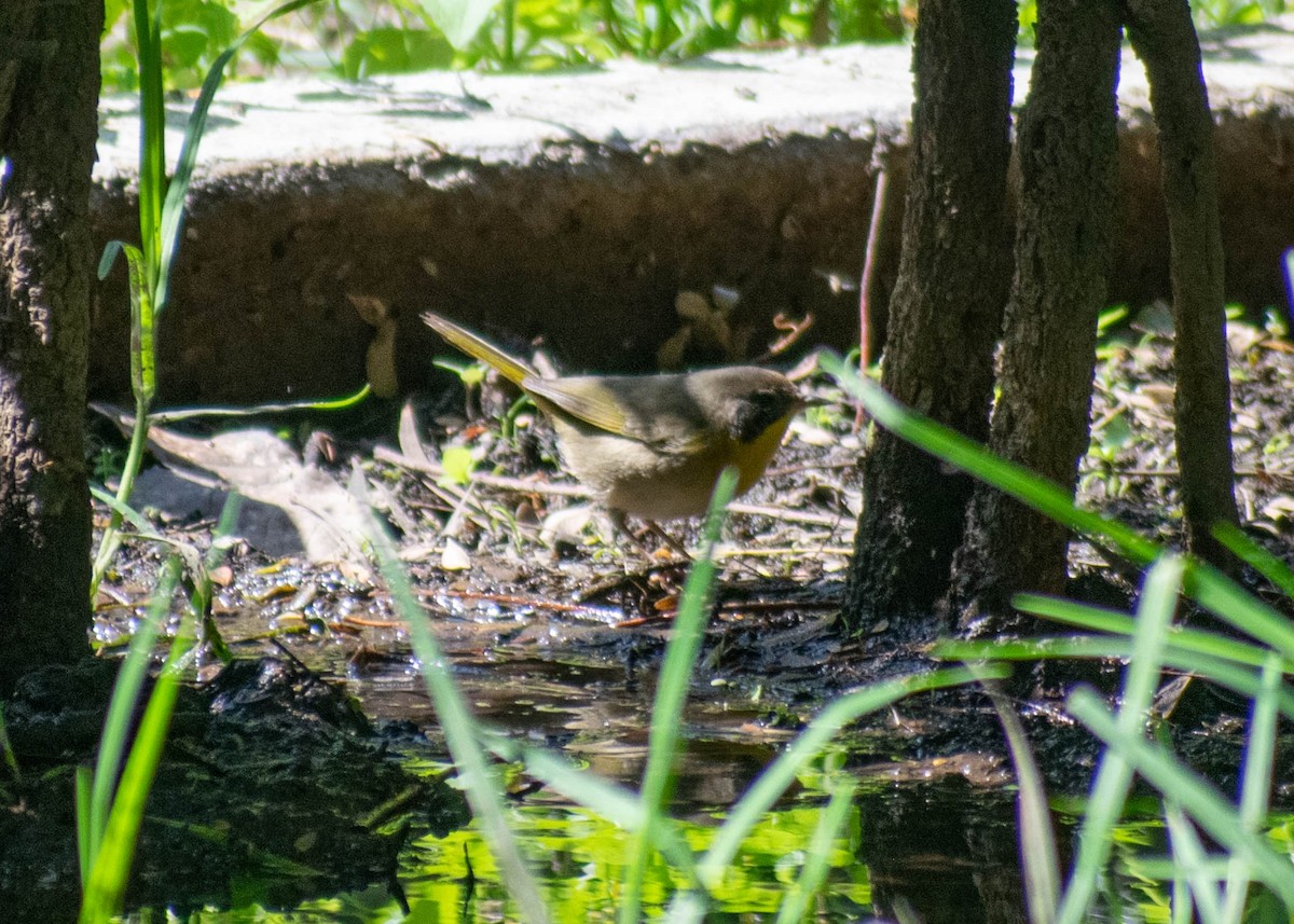 Common Yellowthroat - ML644684233