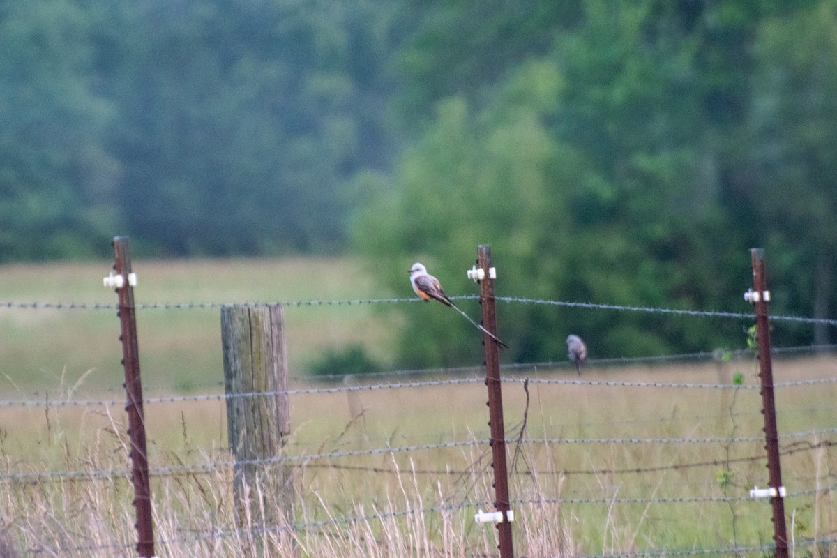 Scherenschwanz-Königstyrann - ML644684234