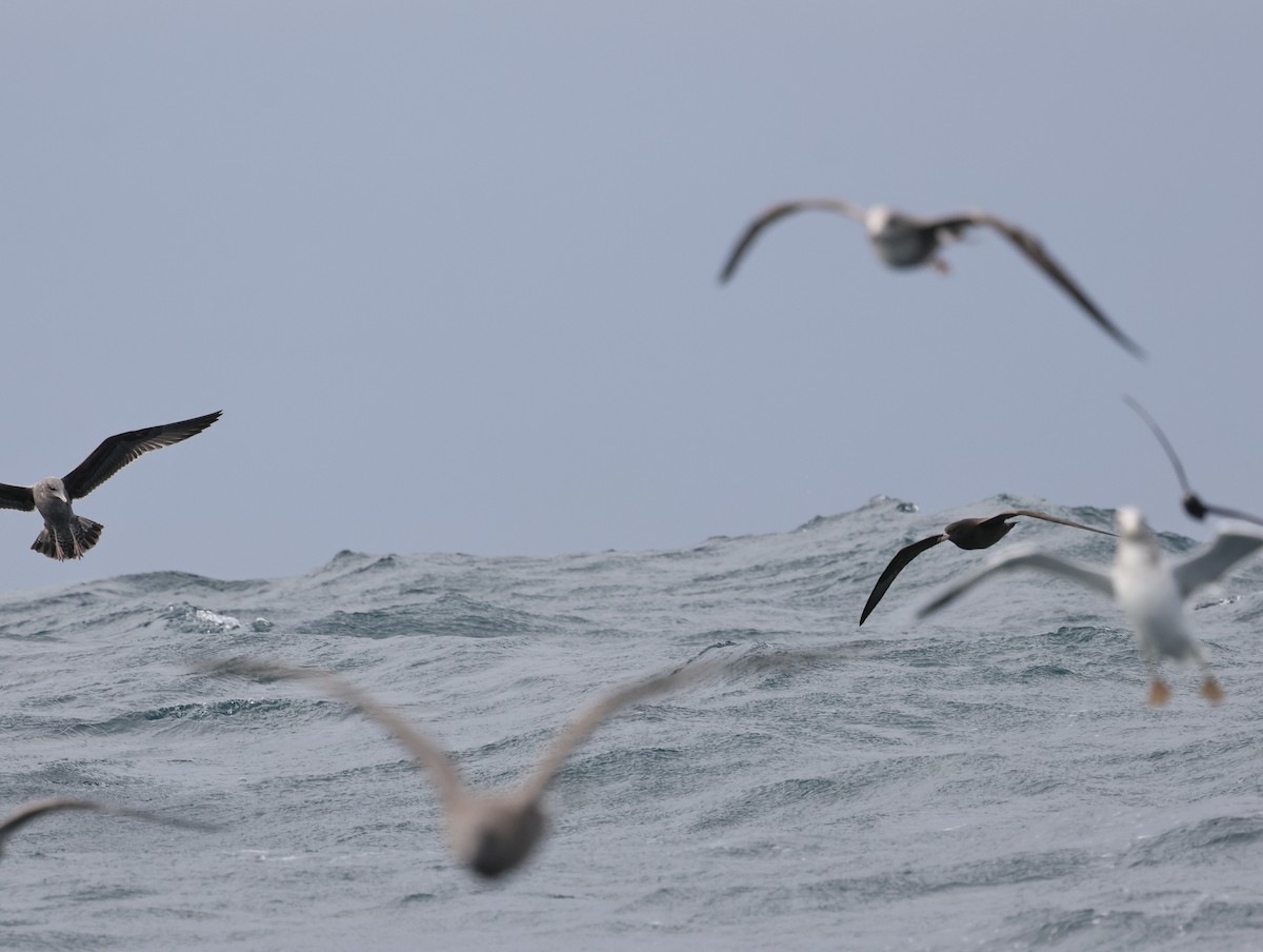 Blassfuß-Sturmtaucher - ML644684237