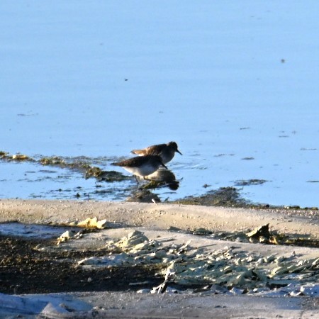 Wiesenstrandläufer - ML644684238