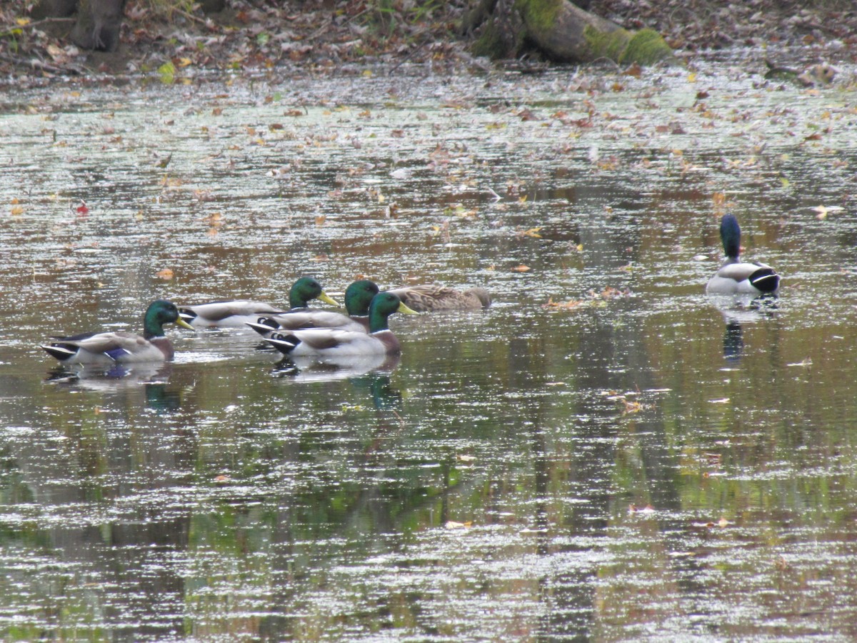 Stockente - ML644684241