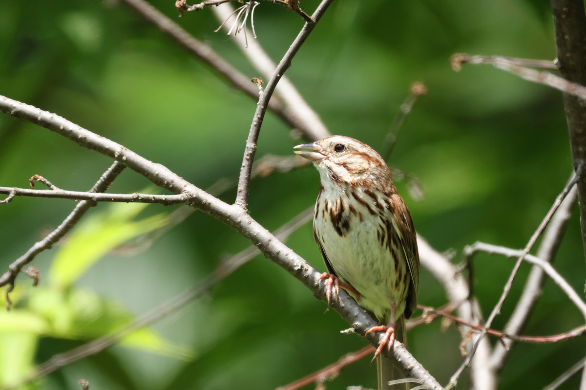 Singammer - ML644684242