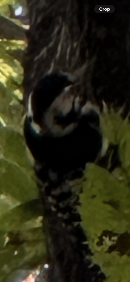 Weißrückenspecht - ML644684243