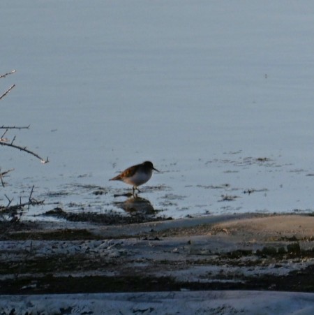 Wiesenstrandläufer - ML644684244