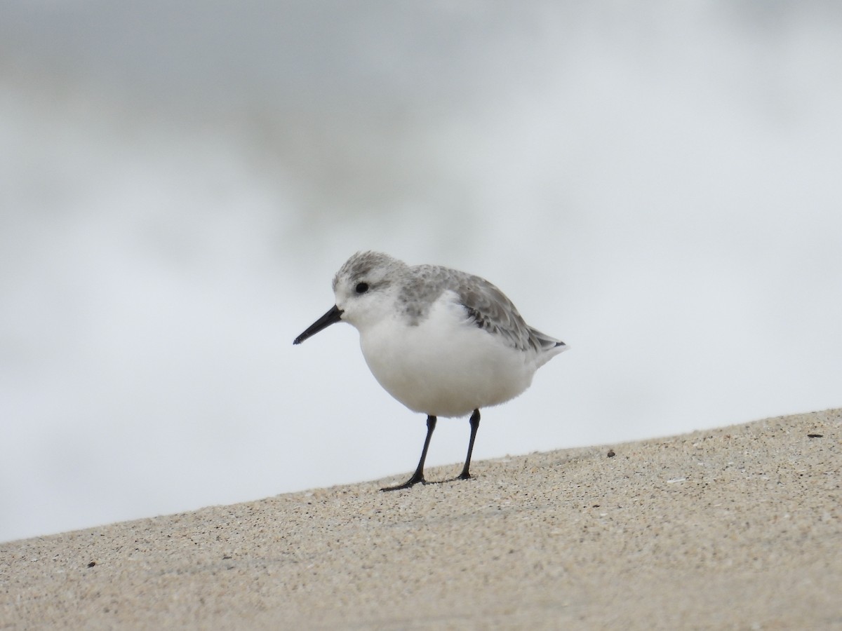 Sanderling - ML644684245
