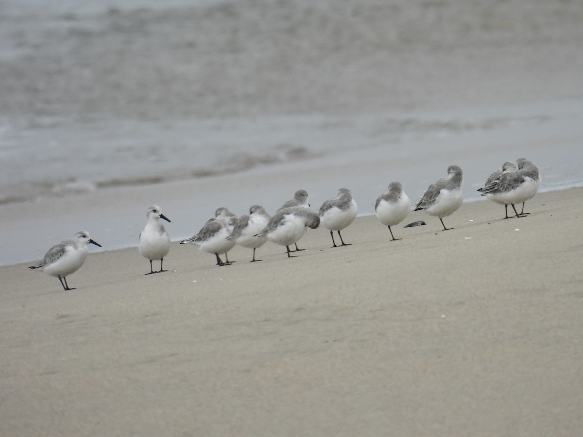 Sanderling - ML644684246