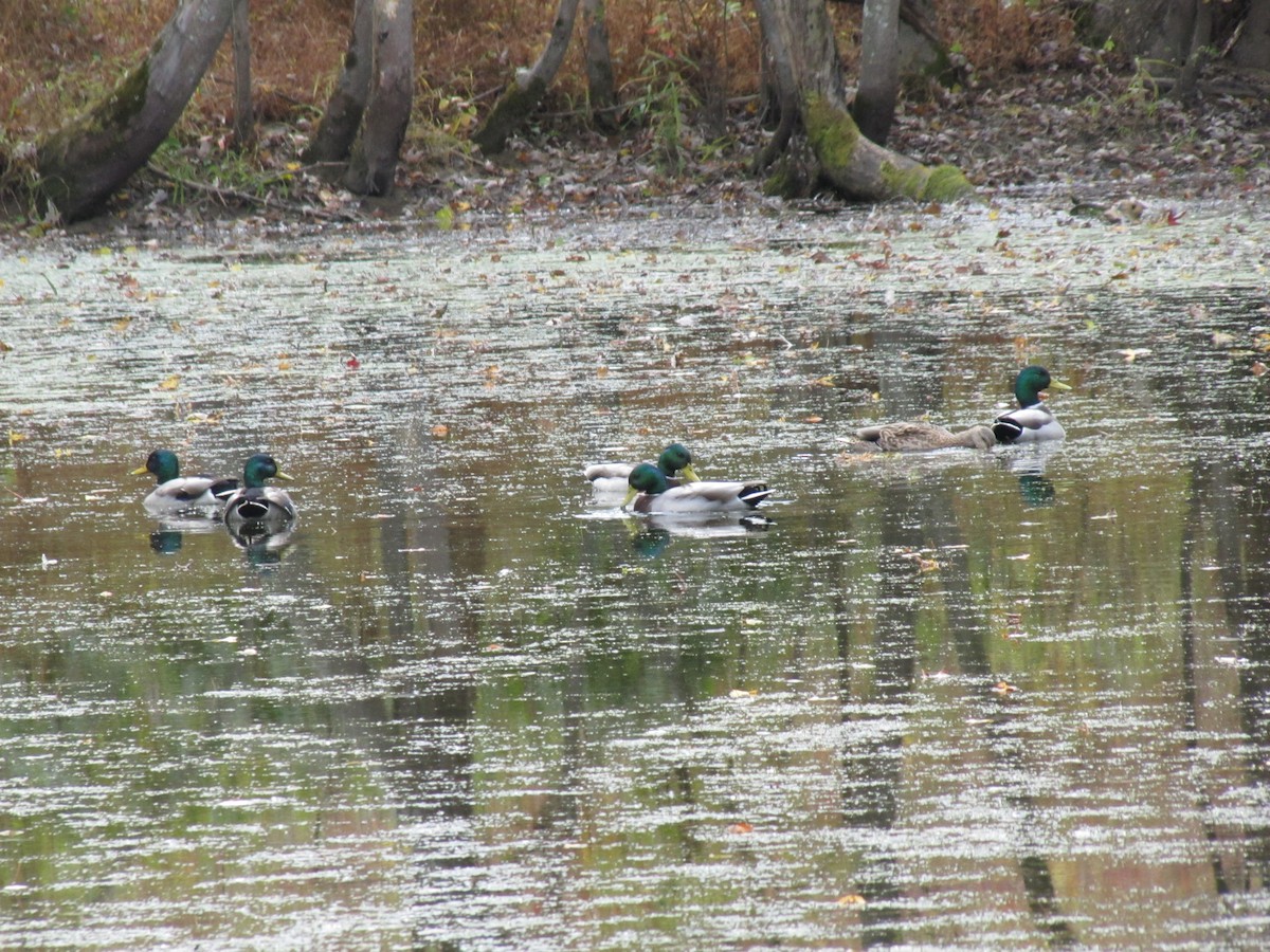 Stockente - ML644684247