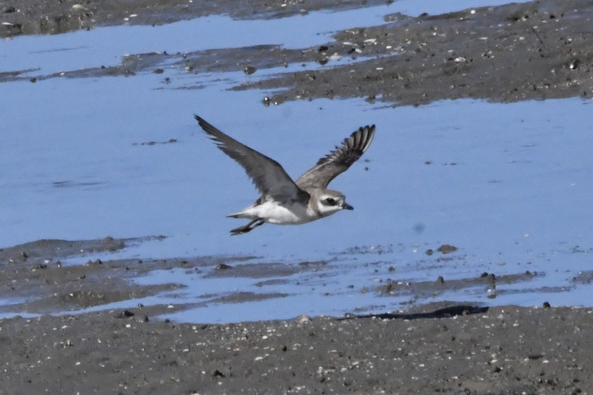 Kolymaregenpfeifer - ML644684249