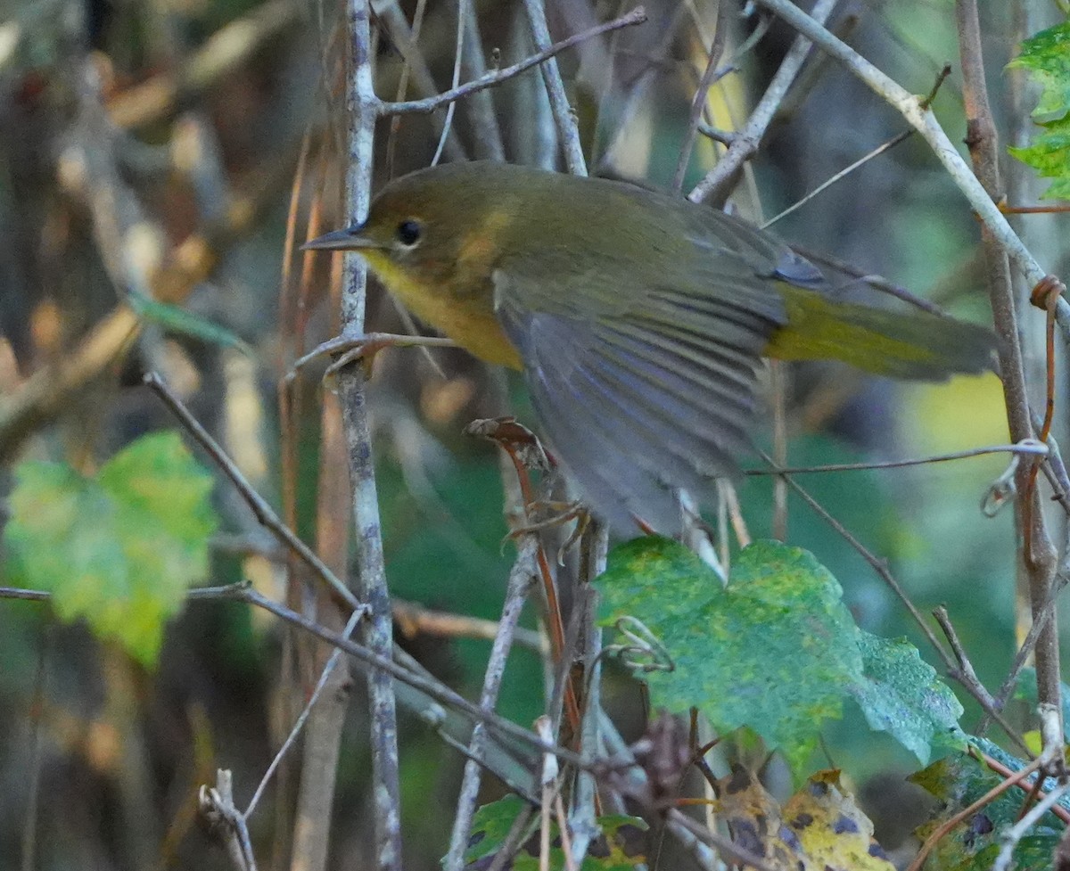 Weidengelbkehlchen - ML644684250